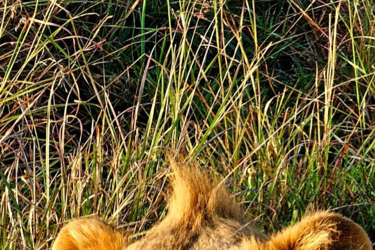 Nairobi National Park Game Drive Safari With Pick-Up