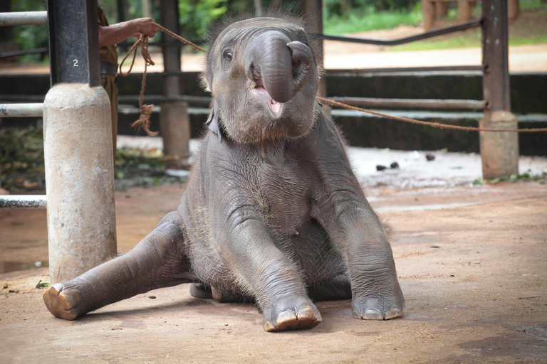 Von Colombo aus: Kandy und Pinnawala Tagestour