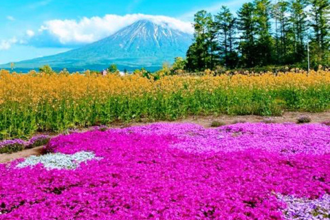 Sapporo: Hokkaido Moss Phlox & Tulip Flower Fields Day Trip
