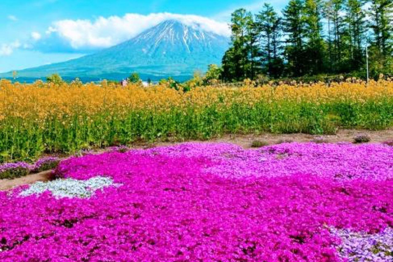 Sapporo: Hokkaido Moss Phlox & Tulip Flower Fields Day Trip