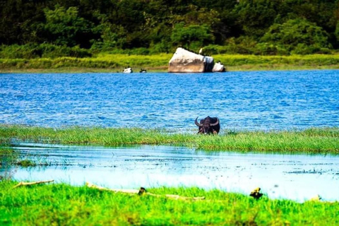 Minneriya National Park Private Safari Tour