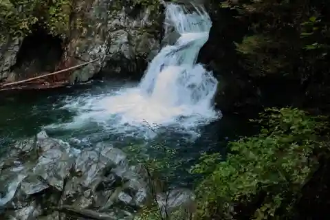 North Vancouver: Lynn Canyon Guided Hike