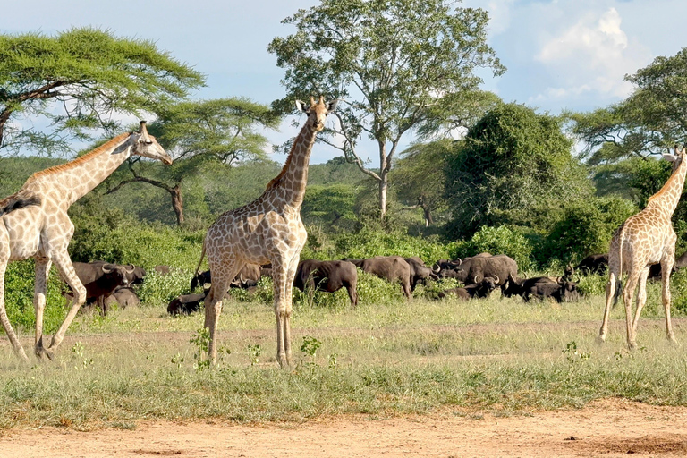 Chobe Overnight Trip (nocna przejażdżka, spacer po wiosce, kemping)