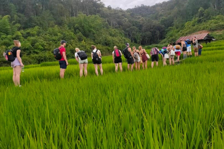 Chiang Mai: Jungle Trek, Elephants care & Bamboo Rafting