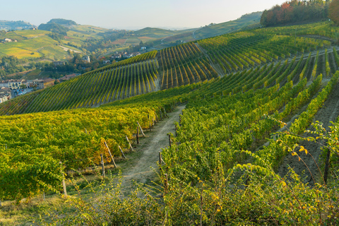 Milan: Barolo Vineyards & UNESCO Wine Cathedral Experience