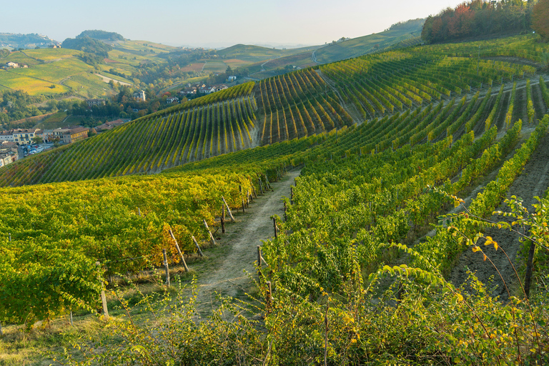 Milan: Barolo Vineyards & UNESCO Wine Cathedral Experience