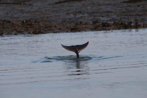 Folly Beach Dolphin Viewing Boat Excursion