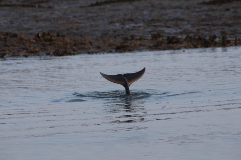 Folly Beach Dolphin Viewing Boat Excursion