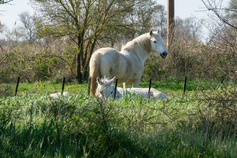 Camargue - Boat trip with meal on board | Maison Flottante Camargue