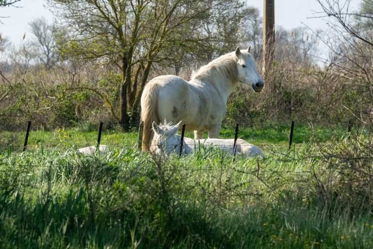 Camargue - Boat trip with meal on board | Maison Flottante Camargue