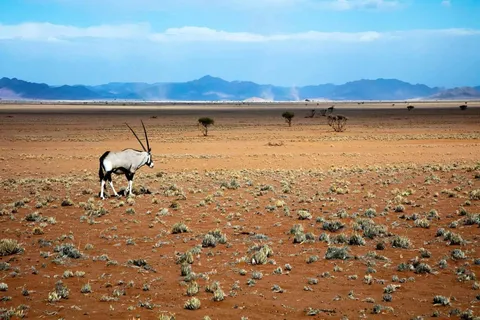 Parque Namib-Naukluft: Transporte y visita al parque Naukluft