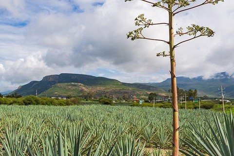 Oaxaca: Mezcal-destilleriturné med provsmakningar