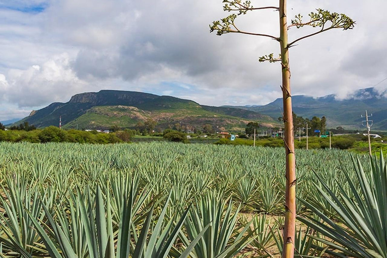 Oaxaca: Mezcal Distillery Tour mit Verkostungen