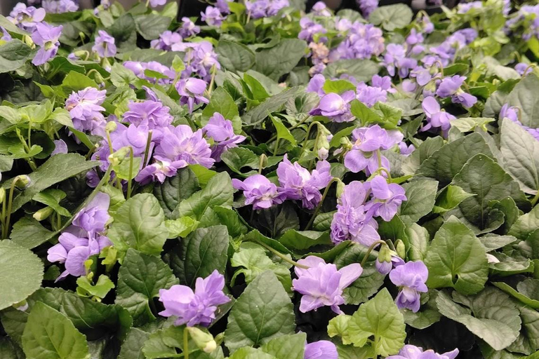Toulouse: The Secrets of Violets and Pastel – Private Tour