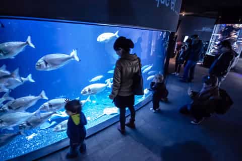 Pariisi: Aquarium de Paris -pääsylippu