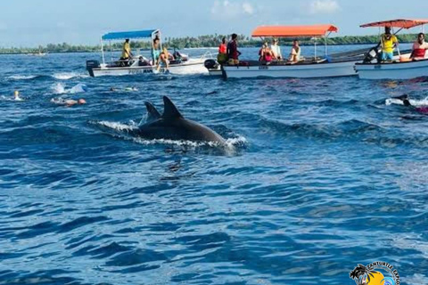 From Nungwi/Kendwa: Mnemba Atoll Starfishes & Dolphins Tour Shared Tour with Nungwi Beach Meeting Point without Lunch