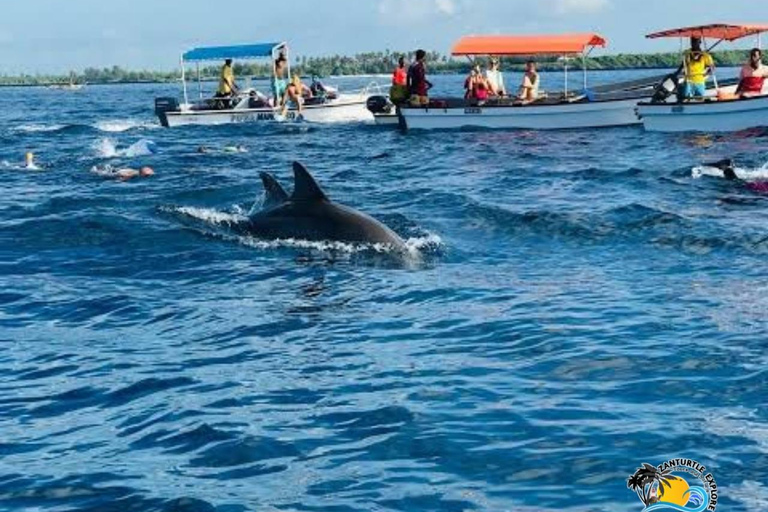 From Nungwi/Kendwa: Mnemba Atoll Starfishes & Dolphins Tour Shared Tour with Nungwi Beach Meeting Point without Lunch