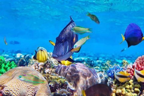 桑给巴尔：姆内姆巴环礁海豚与浮潜之旅私人观光，不含酒店接送服务，不含入场费