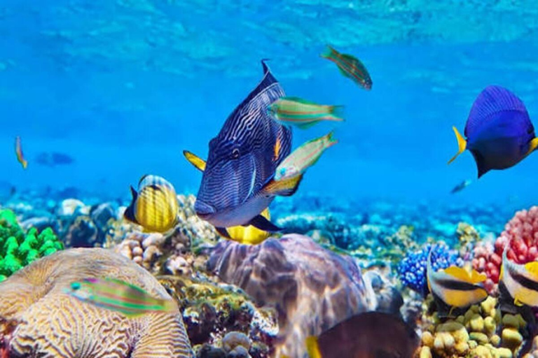 桑给巴尔：姆内姆巴环礁海豚与浮潜之旅私人观光，不含酒店接送服务，不含入场费