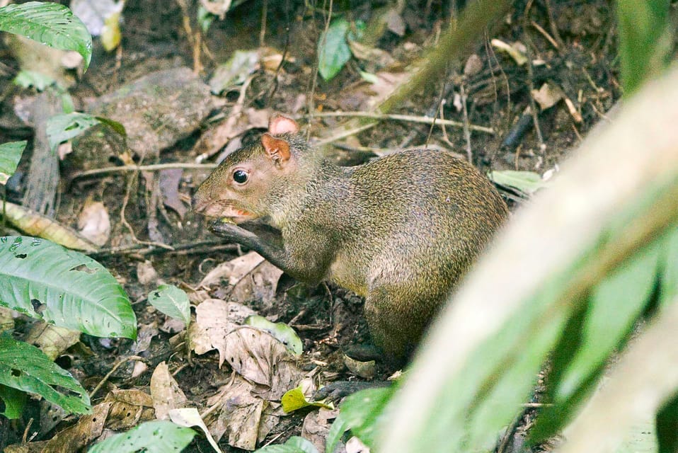 Soberania National Park Rainforest Hike | GetYourGuide