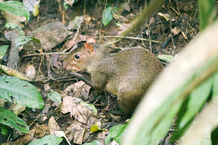 Excursión a la Selva Tropical del Parque Nacional de SoberaníaExcursión al Parque Nacional de Soberanía