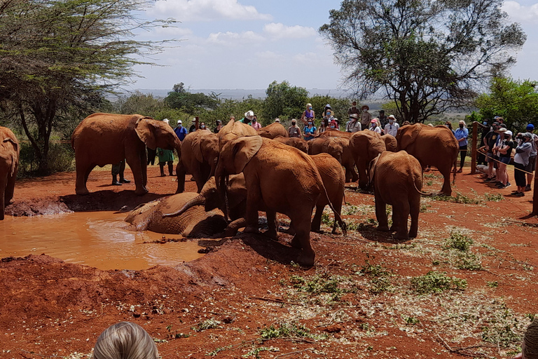 Nairobi: Parco nazionale, orfanotrofio degli elefanti e tour delle giraffe