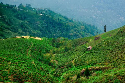 Darjeeling: 6 day Tea Estate Tour with Transfers and Stay