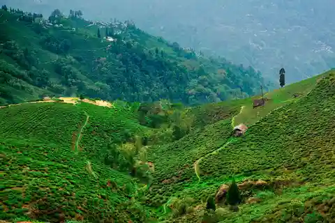 Darjeeling: 6 day Tea Estate Tour with Transfers and Stay