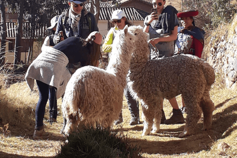 Sacred Valley – Experiential Tourism with Llama Walk and Andean Lunch Sacred Valley – Immersive Tourism with Llama Trek and Andean Lunch