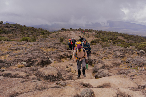 Moshi: Kilimanjaro Day Trip – Londorossi Gate hike to Shira