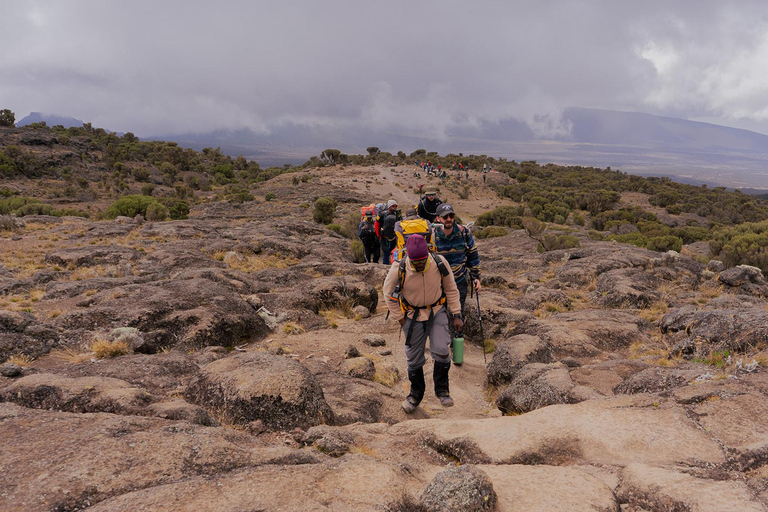 Moshi: Kilimanjaro Day Trip – Londorossi Gate hike to Shira