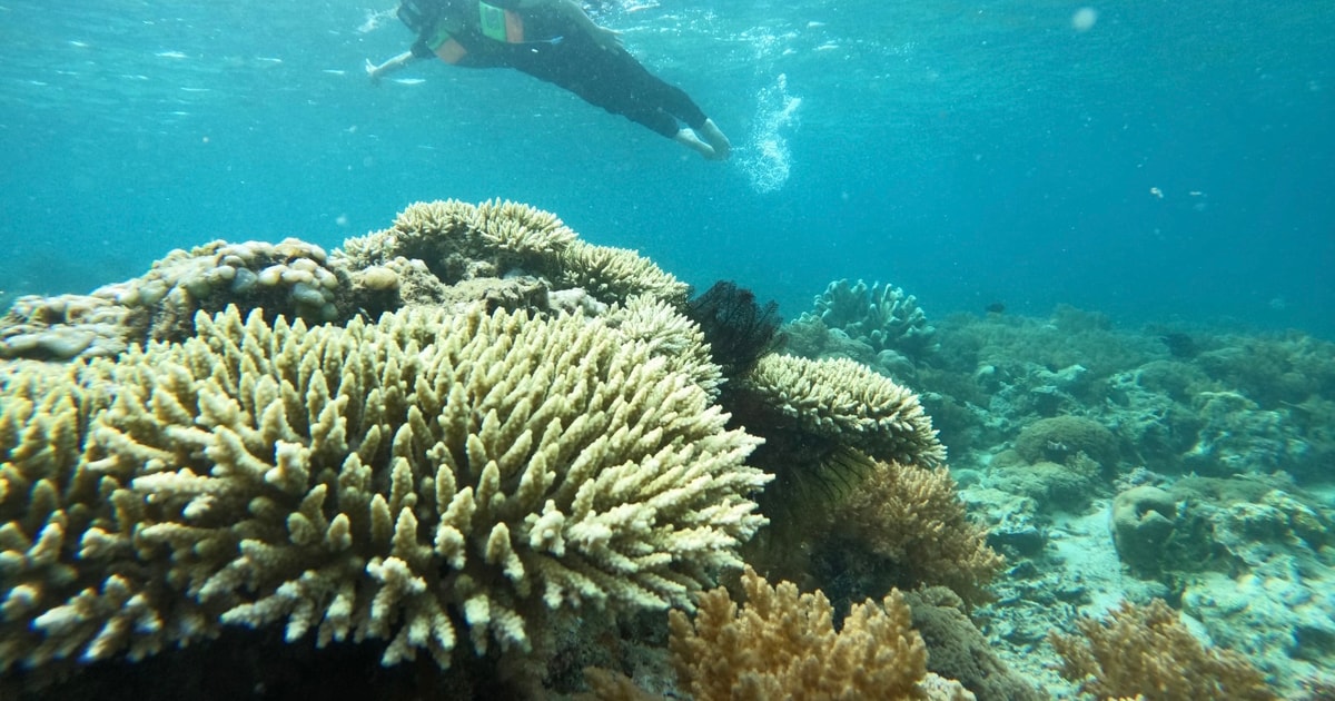 Private Snorkeling Gili Gede, Gili Asahan, Gili Goleng Tour GetYourGuide