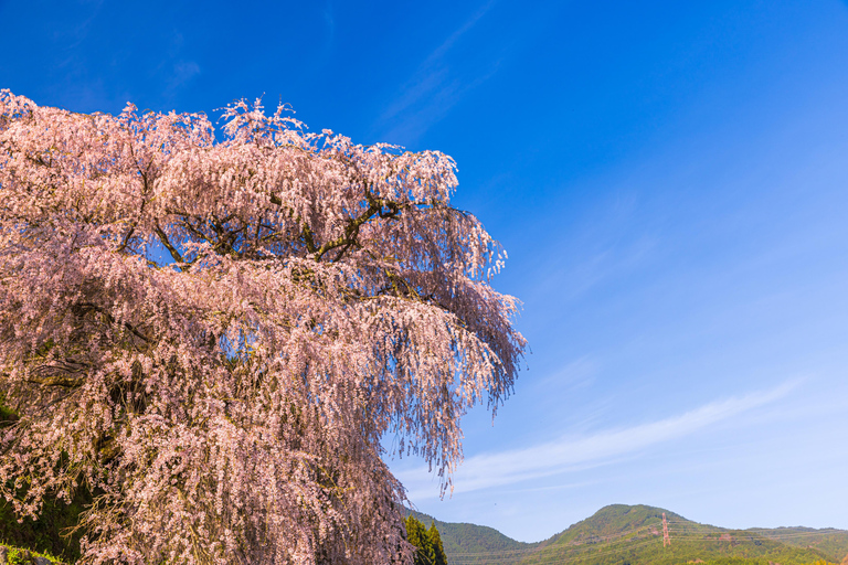 Nara Cherry Blossom Highlights Spring Day Tour from Osaka Shared Tour, Meet at Tsurutontan Soemoncho