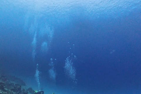 Tahiti : Formation plongée complète – du bapteme au Niveau 1