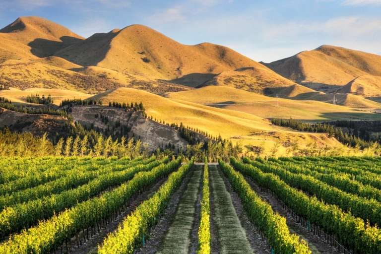 Christchurch: Waipara Wine Tour with Tastings & Lunch