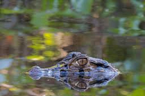 3-Day Amazon Expedition: Jungle, River & Wildlife Tour
