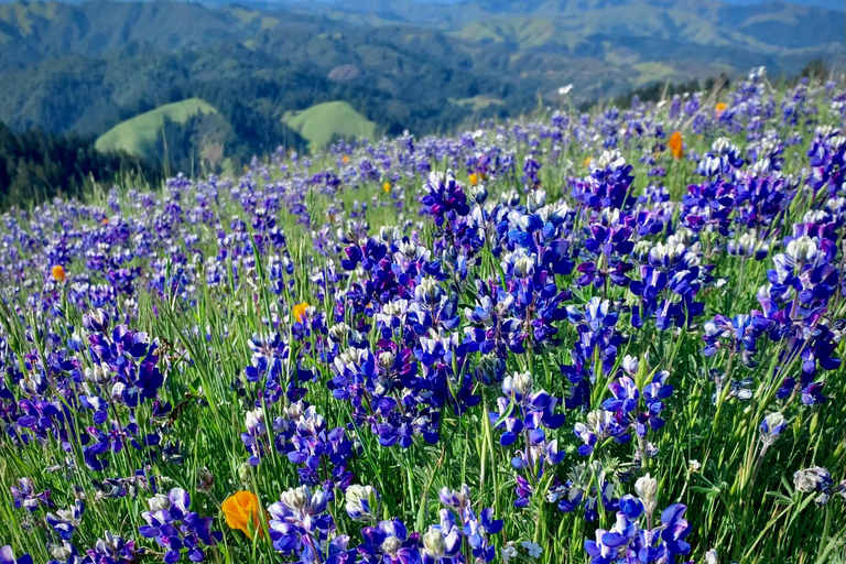 CUSTOM PHOTO ADVENTURES TO THE BAY AREA'S MOST EPIC SCENERY 6-HOUR PHOTO ADVENTURE TO THE BAY AREA'S MOST EPIC SCENERY