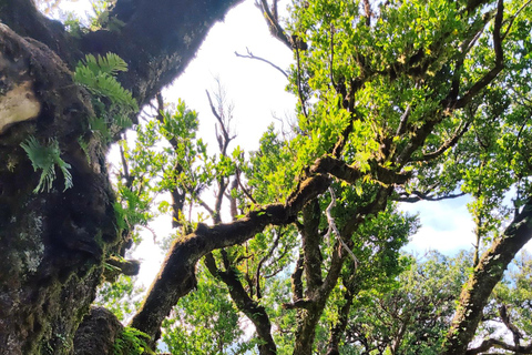 Fanal - Hike in Fanal in a different way