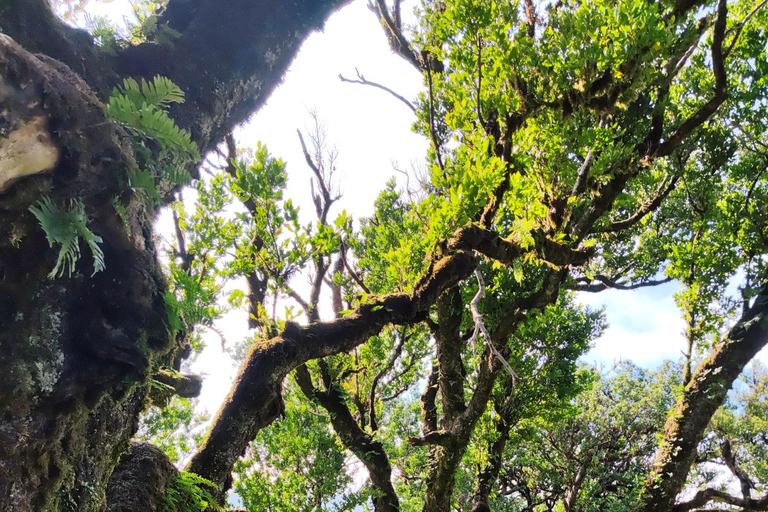 Fanal - Hike in Fanal in a different way