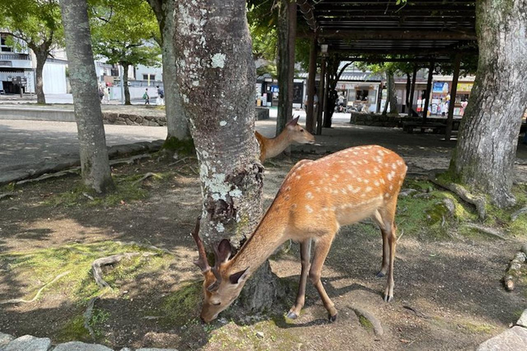 Hiroshima & Miyajima: Private Guided Day Tour with a Local
