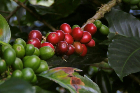 Nairobi: Half day Coffee Farm tour with a local guide