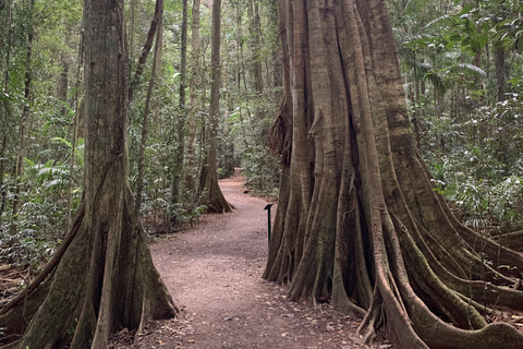Glass House Mountains & Rainforest Day Tour from Brisbane