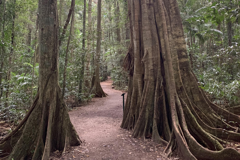 Glass House Mountains & Rainforest Day Tour from Brisbane