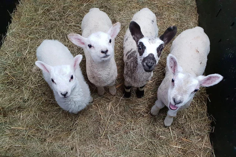 York: Beetle Bank Open Farm Entry Ticket