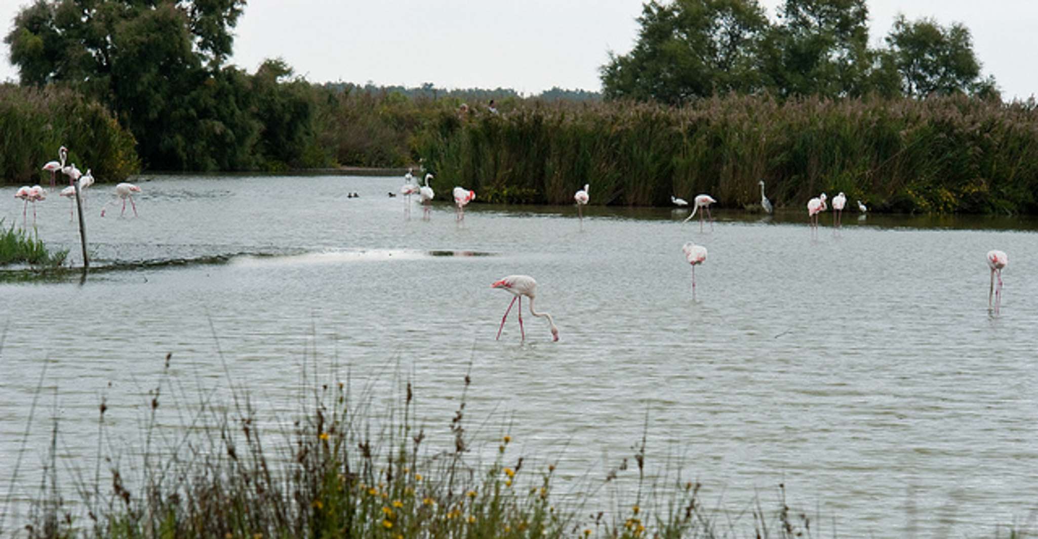 De Avignon, Camargue d'une demi-journée et Saintes-Maries-de-la-Mer - Hizvo