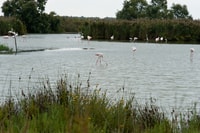 De Avignon, Camargue d'une demi-journée et Saintes-Maries-de-la-Mer - Hizvo