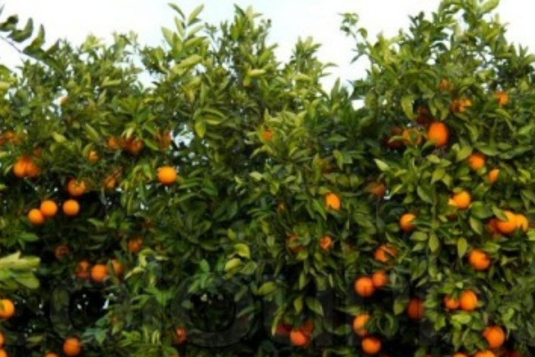 ZANZIBAR: Kamienne Miasto, farma przypraw i restauracja The RockWYCIECZKA PRYWATNA Z TRANSPORTEM