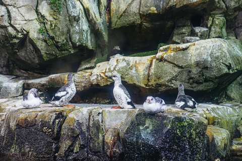 Acuario del Pacífico, LA: ticket sin colas en la taquilla