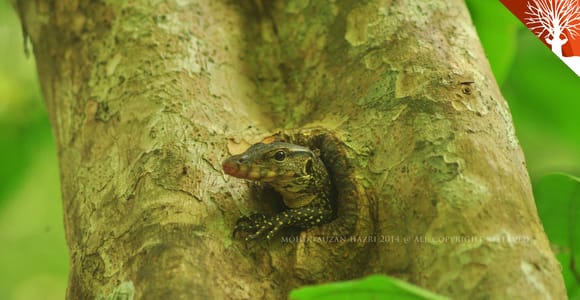 Langkawi: Kilim River Mangrove Safari Kayaking Tour