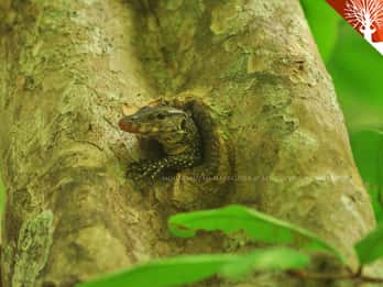 Langkawi: Kilim River Mangrove Safari Kayaking Tour